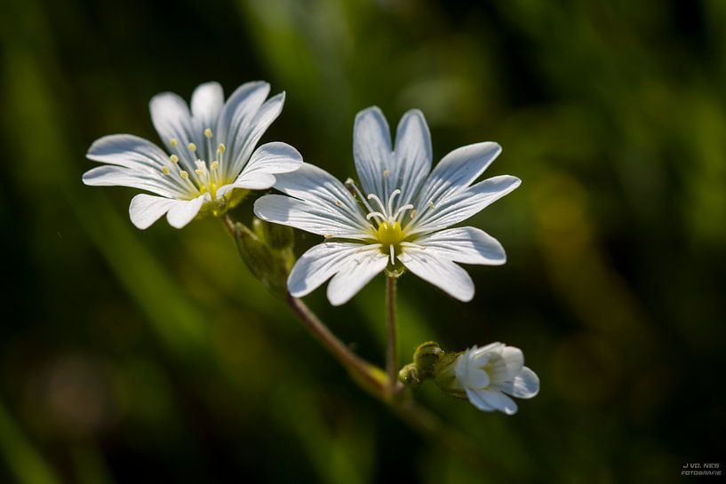 Witte bloem, Grasmuur by Jip van de Nes