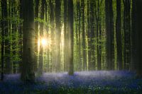 Sunrise in Fairyland
