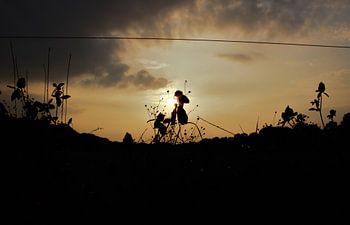 Parade in the setting sun...or is it?