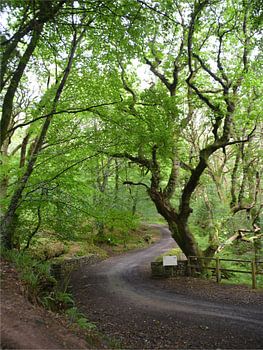 Bosweg met brug en boom in Ierland