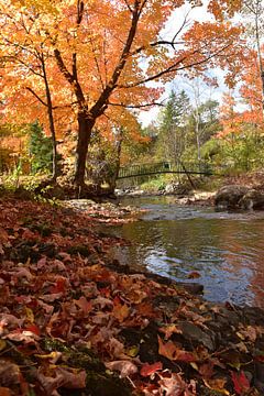 Un ruisseau au parc en automne sur Claude Laprise