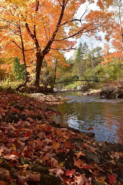 Ein Bach im Park im Herbst von Claude Laprise