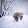 Schotse hooglanders in een sneeuwlandschap van Pascal Raymond Dorland