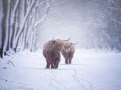 Les Highlanders écossais dans un paysage enneigé par Pascal Raymond Dorland Aperçu