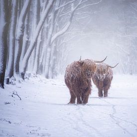 Les Highlanders écossais dans un paysage enneigé sur Pascal Raymond Dorland