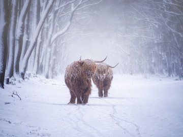 Scottish Highlanders in a snowy landscape