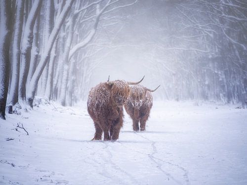 Schotse hooglanders in een sneeuwlandschap
