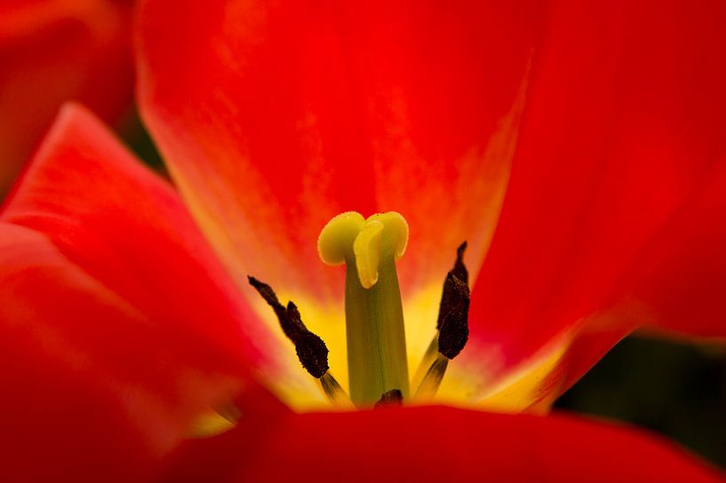mooi bloem stamper by Marc Kaminsky