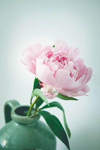 Still life pink peony vintage look