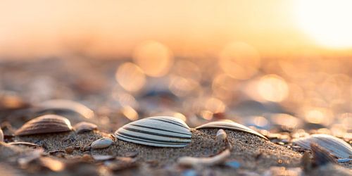 Shells on the beach at golden hour