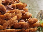 paddenstoelen van Madeltijntje thumbnail