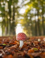Fly agaric