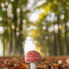 Fly agaric by Marloes ten Brinke