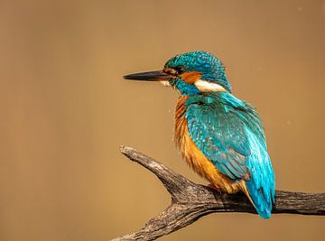 Kingfisher by Willem Van Norel