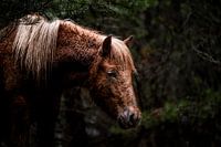 Paard in de Stilte van het Woud