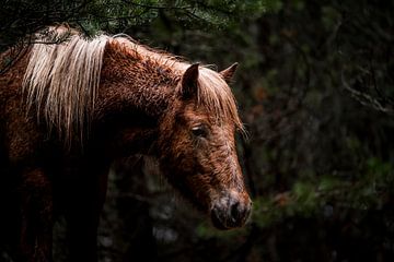 Paard in de Stilte van het Woud van Femke Ketelaar