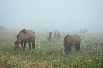 Konikpaarden in de mist