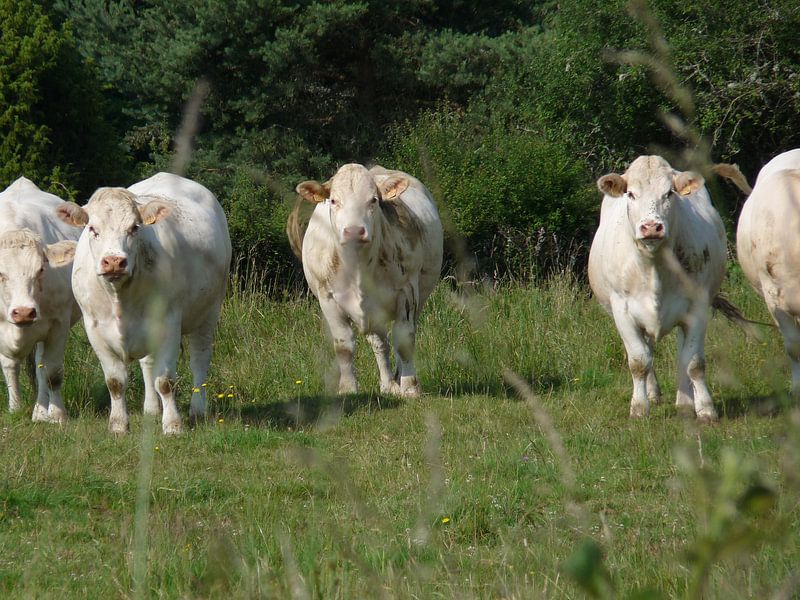 Franse koeien by Eduard Camping