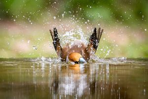 Appelvink