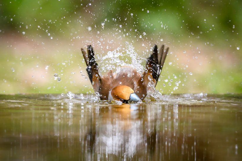 Apfelfink von Andy van der Steen - Fotografie