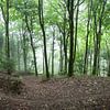 Wandelen in het bos van Veluws