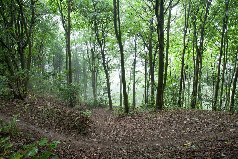 Wandelen in het bos by Veluws