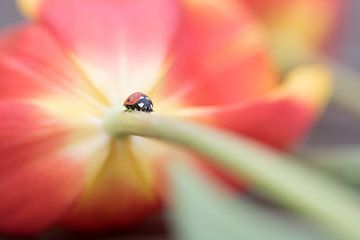 ladybug by Eva Blokker