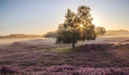 Sunrise on the Drentse Hei
