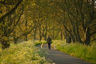 Walker with dogs among cow parsley and surrounded by old walnut trees by Moetwil en van Dijk - Fotografie thumbnail