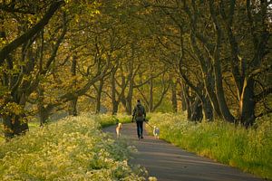 Walker with dogs among cow parsley and surrounded by old walnut trees