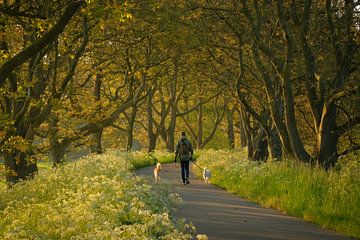 Wandelaar met honden tussen fluitenkruid en omringd door oude walnotenbomen van Moetwil en van Dijk - Fotografie