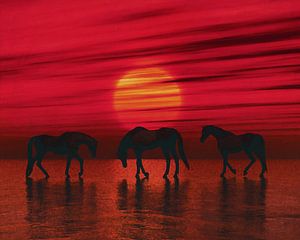 Arabische Pferde in der Abenddämmerung