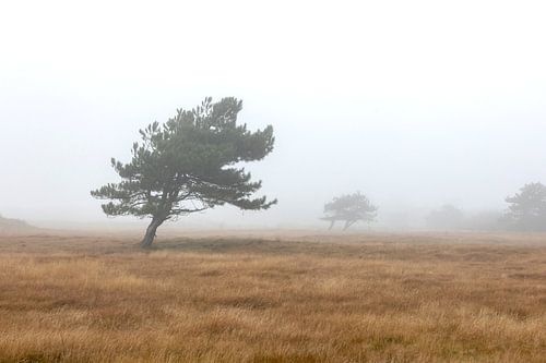 Mist in de natuur