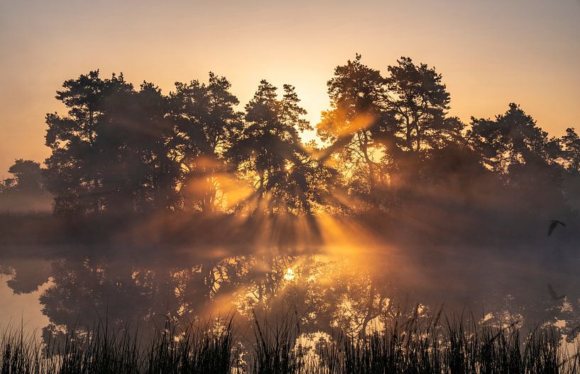 Morning Glory by Miranda Ten Hout