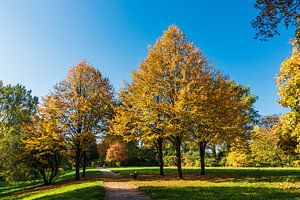 Some autumnal colored trees with blue sky van Rico Ködder