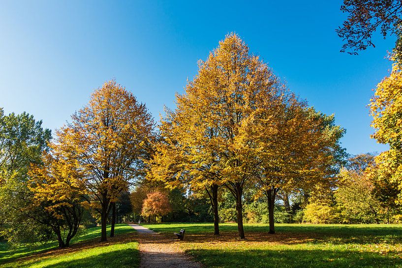 Some autumnal colored trees with blue sky by Rico Ködder