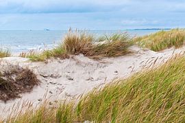 A summery dune on the North Sea coast in Denmark 