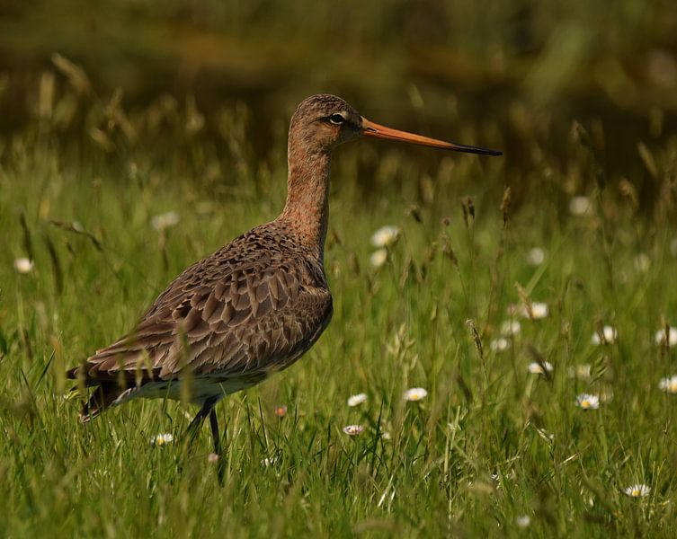 Grutto's op Terschelling von Sjoukje Hamstra-Bouma