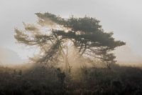 Mistig ochtendlicht valt door takken van eenzaam boomsilhouet op de Veluwe