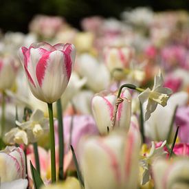 Spring in Pastel by Ingrid de Vos - Boom