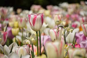 Lente in Pastel