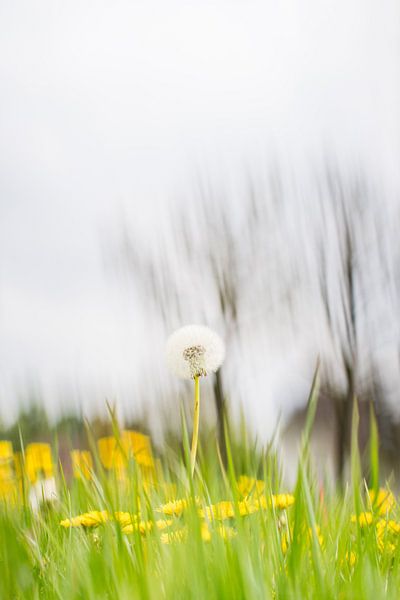 Paardenbloemen van Adri van Daal  Photo-Art