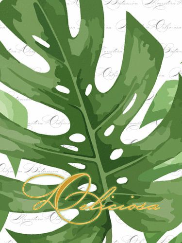 Monstera sur fond blanc avec Deliciosa en triptyque 2 sur 3