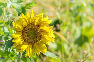 Sonnenblume mit Biene