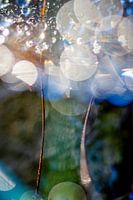 Makrofoto in der Natur aufgenommen
