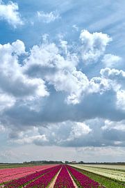 champ de bulbes hollande du nord sur Robbert Frie
