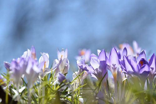 Die ersten Krokusse im Garten