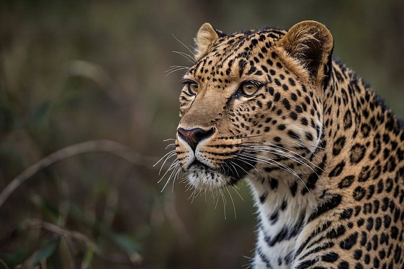 Prachtige close-up van een wilde luipaard van Art & Soul Creations