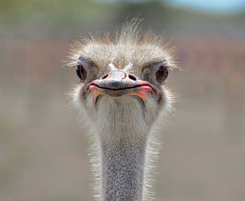 Afrikanischer Strauß in Curaçao