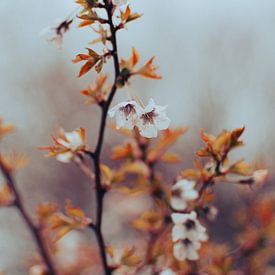 Soothing Spring Blossom by Martijn Tilroe
